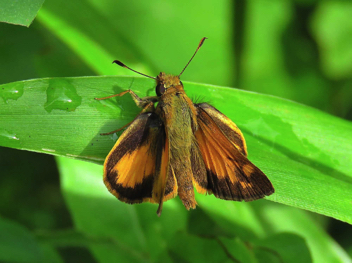 Zabulon Skipper male